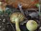 Büdös pereszke (Tricholoma sulphureum), Őrség